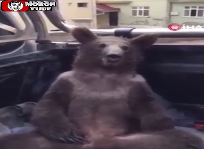 Video :After consuming hallucinogenic honey, this bear cub is totally intoxicated